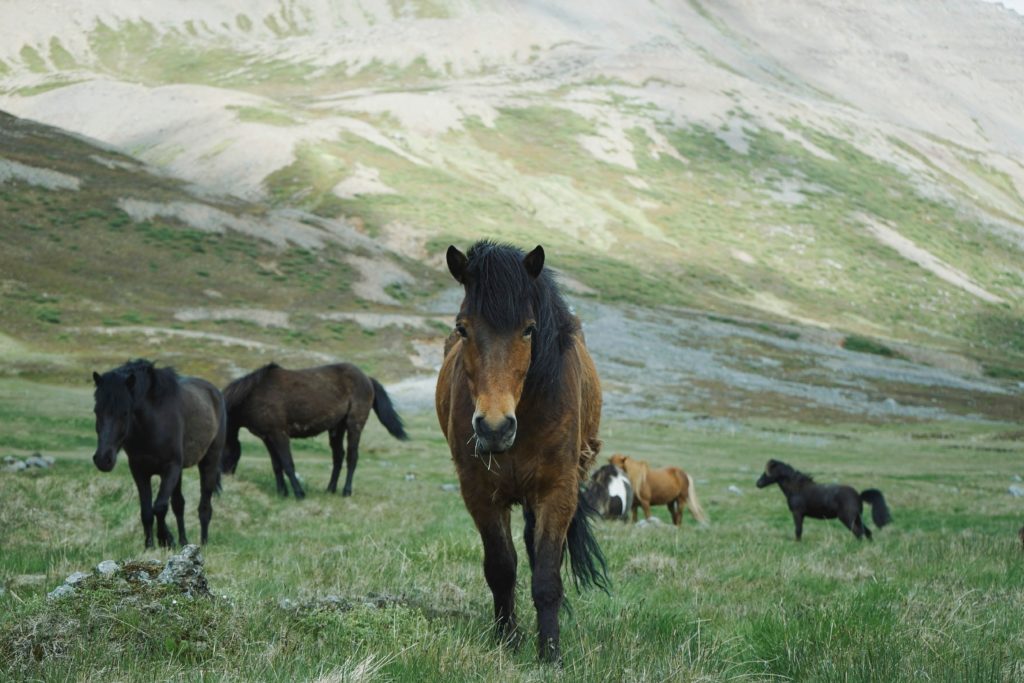 cavalnet les amis des chevaux:  agenda des manifestations équestres tels que rallyes et petites annonces