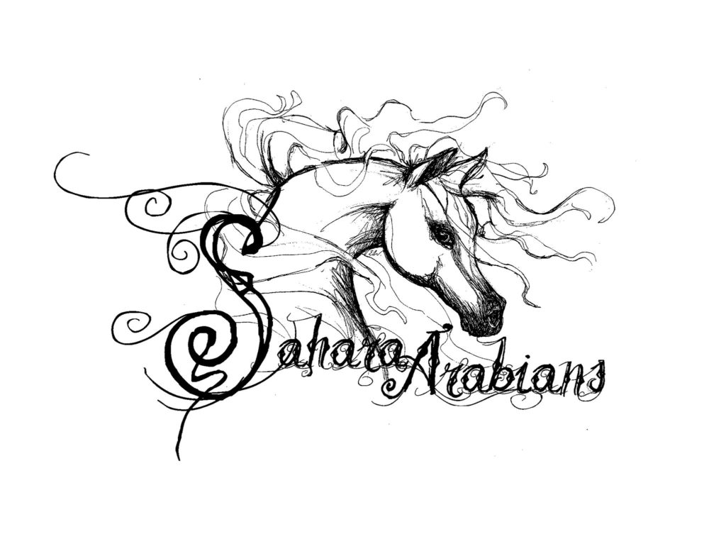 Sahara Arabians