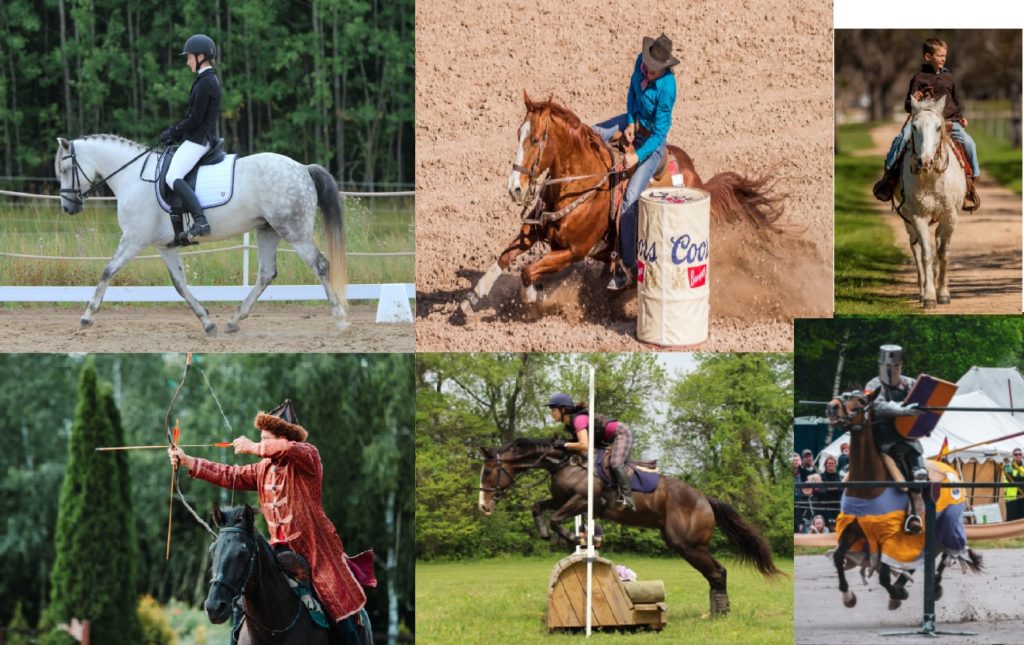 Mosaique photos dressage, saut d'obstacle, rallye, jeux équestres, western, randonnée