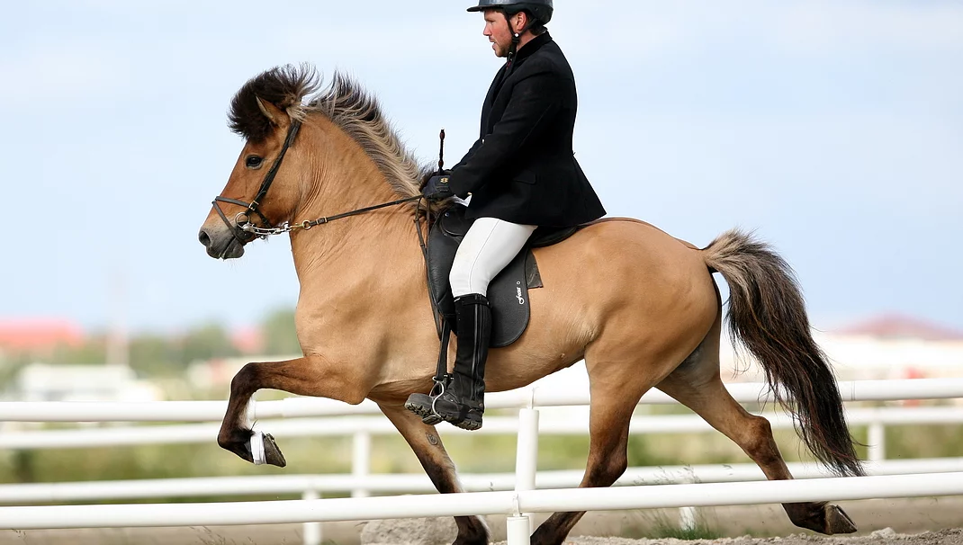 DI 28.02 cours pour chevaux d'allures